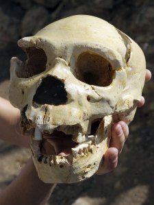 Il teschio Miguelon qui rinvenuto e risalente a 400000 anni fa (Philippe Desmazes-AFP-Getty Images)