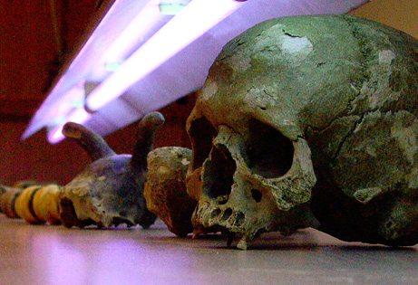 Ossa preistoriche trattate con luce ultravioletta (Joachim Burger-Science)