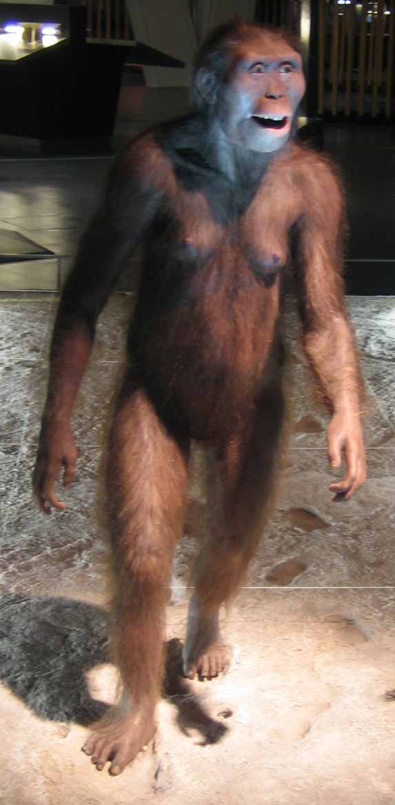 Ricostruzione di femmina di Australopithecus afarensis (wiki) Ricostruzione di femmina di Australopithecus afarensis (wiki)