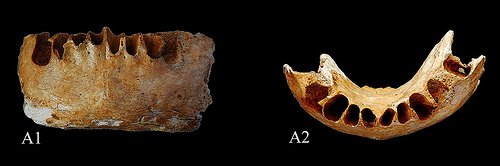 Il fossile rinvenuto in Cina (China’s Institute of Vertebrate Paleontology and Paleoanthropology)