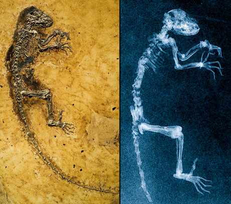 Il fossile di Ida (PLoS ONE)