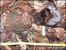 Mannaia e frutto spaccato segnalato dalla freccia (BBC)