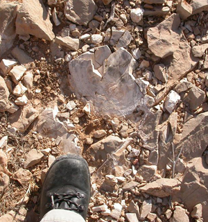 (Università di Toronto)