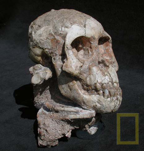 Cranio di Selam (Zeresenay Alemseged, 2006 Authority for Research and Conservation of Cultural Heritage, ARCCH)