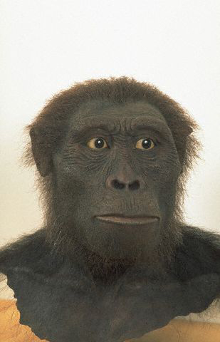 Rappresentazione di un maschio di Australopithecus afarensis (Rigis Bossu/Sygma/CORBIS)