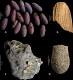 (C. Chauchat/J.B. Huchet, 2008)