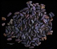 I pupari rinvenuti (C. Chauchat/J.B. Huchet, 2008)