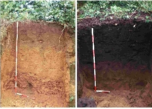 A sinistra, un oxisol povero povero di nutrienti; a destra, un oxisol transformato in terra preta (wiki)