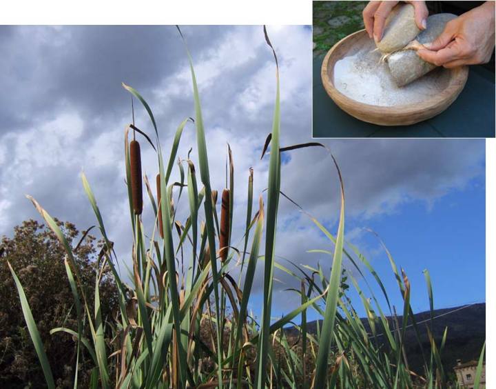 La Typha (Istituto Italiano di Preistoria e Protostoria)