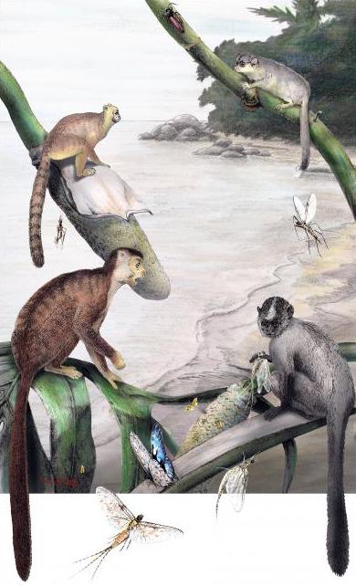 I primati preistorici di Dur At-Talah. Da in alto a sinistra in senso orario: Afrotarsius, Karanesia, Talapithecus, Biretia (Mark A. Klingler/Carnegie Museum of Natural History, Pittsburgh)