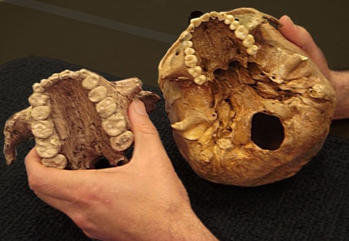 A sinistra il palato di un Paranthropus boisei, a destra quello di un uomo (Melissa Lutz Blouin, University of Arkansas)