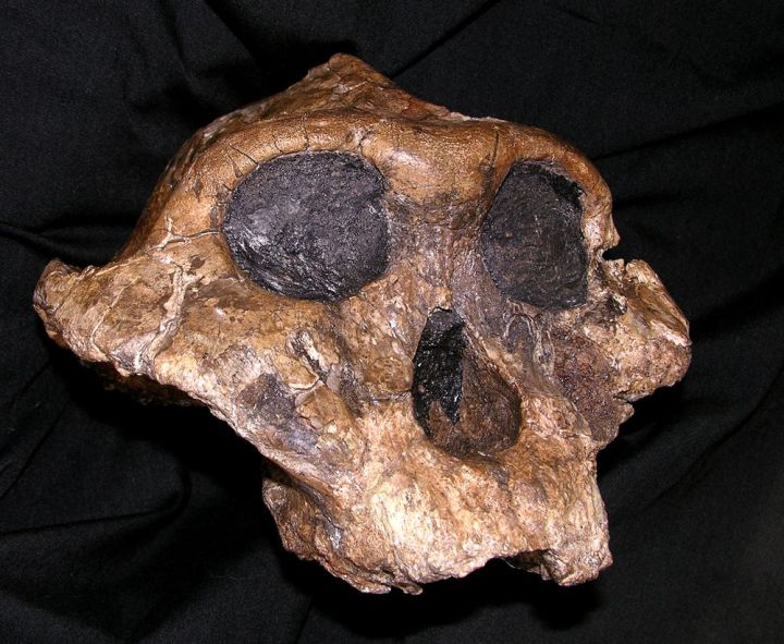 Teschio di Paranthropus boisei (Courtesy of National Museums of Kenya)