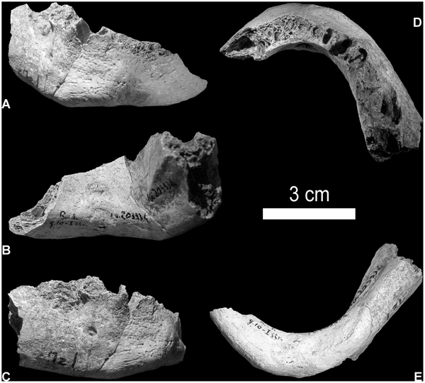 La mandibola fossile di Riparo Mezzena (PlosOne)