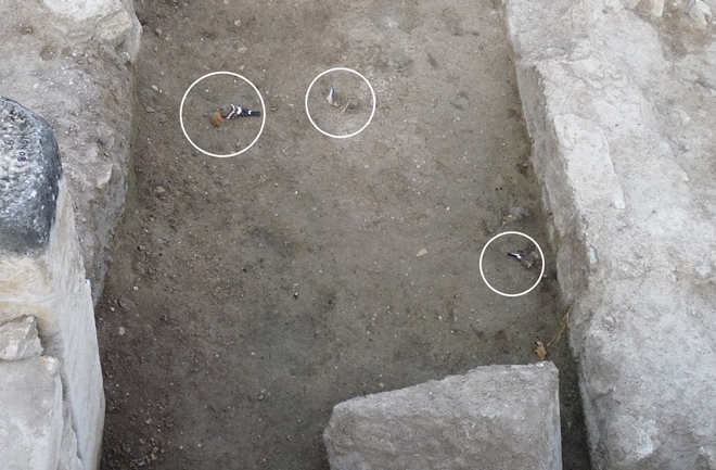 I ritrovamenti di volatili uccisi dai gas (Francesco D'Andria)