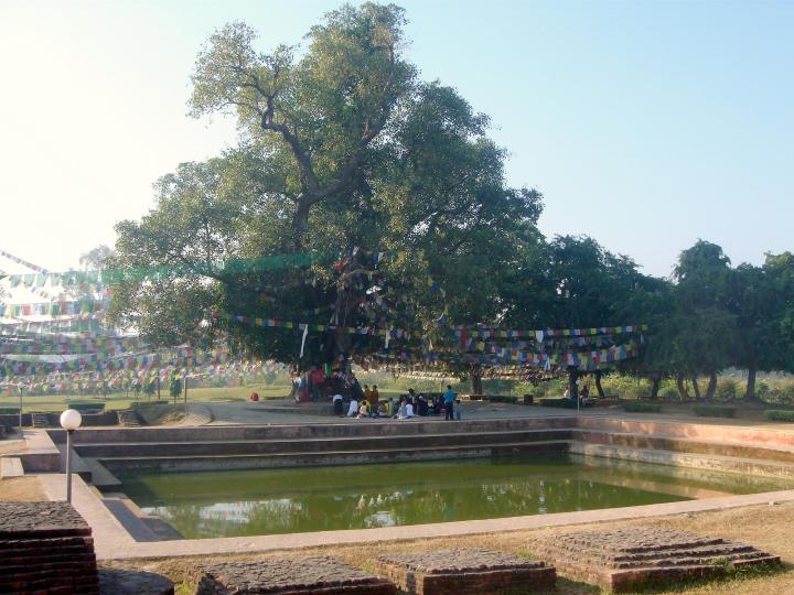 Albero della Bodhi e bagno di Lumbini (wikipedia)