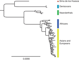L'albero filogenetico (Nature)