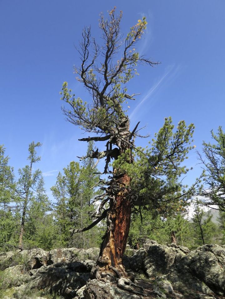 Un pino siberiano (Kevin Krajick/Earth Institute)