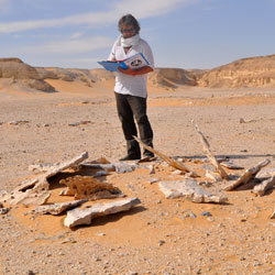 Giulio Lucarini (Archaeological Mission in the Farafra Oasis)
