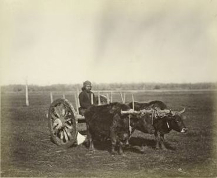 In questa immagine scattata nel 1898, due buoi trainano un calesse (New York Public Library)