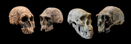 Crani di specie appartenenti ai cosiddetti gruppi KNM-ER 1470 (sinistra) e KNM-ER 1813 (secondo da sinistra) del genere  Homo, il cranio di Dmanisi (secondo da destra) e di Homo erectus (a destra). (Cortesia Chip Clark, Smithsonian Human Origins Program/Guram Bumbiashvili, Georgian National Museum)