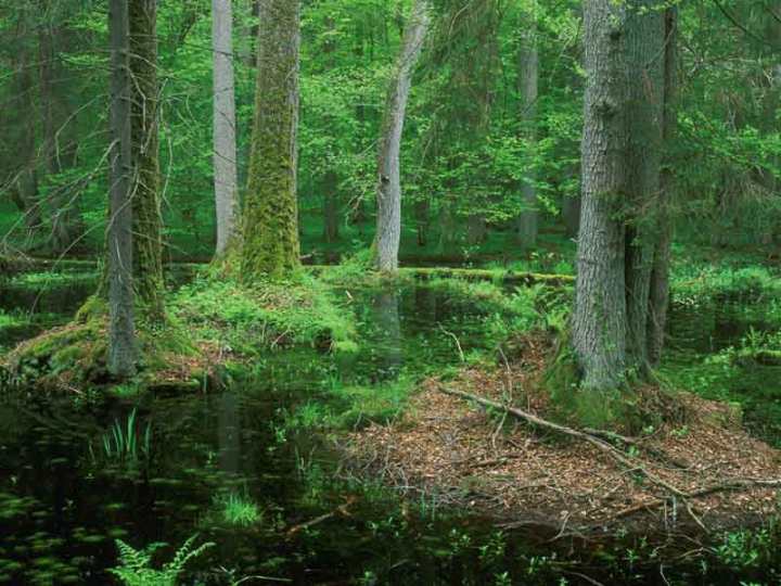 (Marek Kosinski, Ash alder carr)