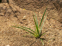 Gli estratti di zigolo infestante bloccano la crescita di alcuni batteri responsabili delle carie (Dinodia Photos, Alamy)
