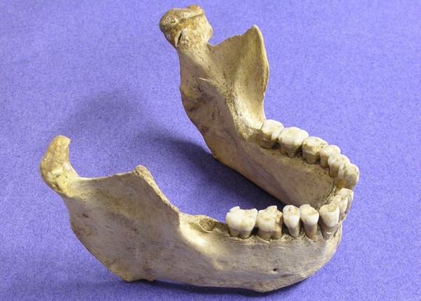 Una mandibola neandertaliana rinvenuta in Spagna e datata nel nuovo studio (Thomas Higham, Università di Oxford)