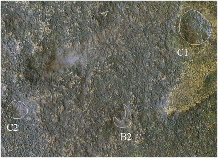 C1 e C2 segnano il sorgere delle Luna quando è bassa, B1 e B2 quando è alta (Vodolazhsky D.I., 2014)