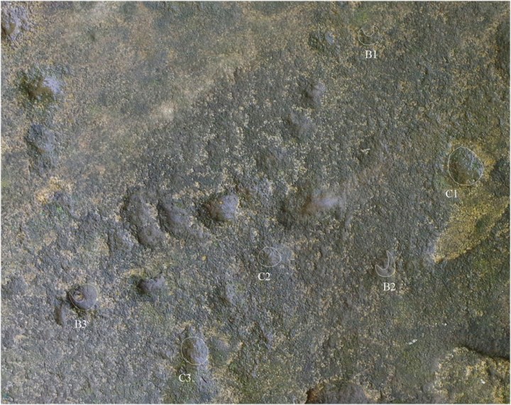 (Vodolazhsky D.I., 2014)