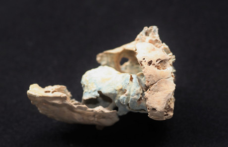 Uno dei frammenti ossei utilizzati nello studio (Cortesia Kendra Sirak/Emory University)