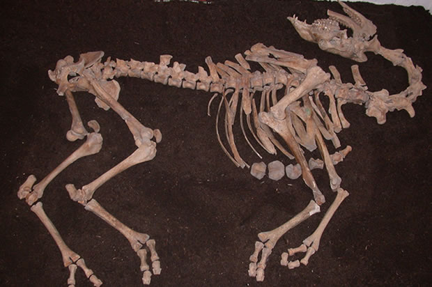 (Alfred Galik, Vetmeduni Vienna)