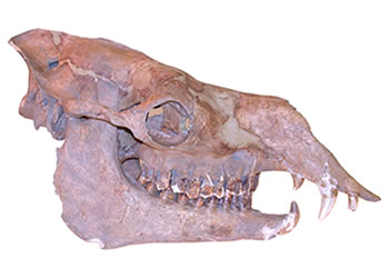 (Alfred Galik, Vetmeduni Vienna)