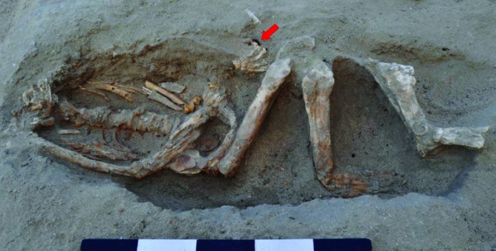 Scheletro di uomo del I secolo d.C. La freccia indica un anello di ferro (S.E. Sidebotham)