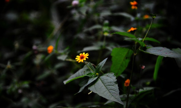 Tajonal, della famiglia delle Asteraceae (INAH)