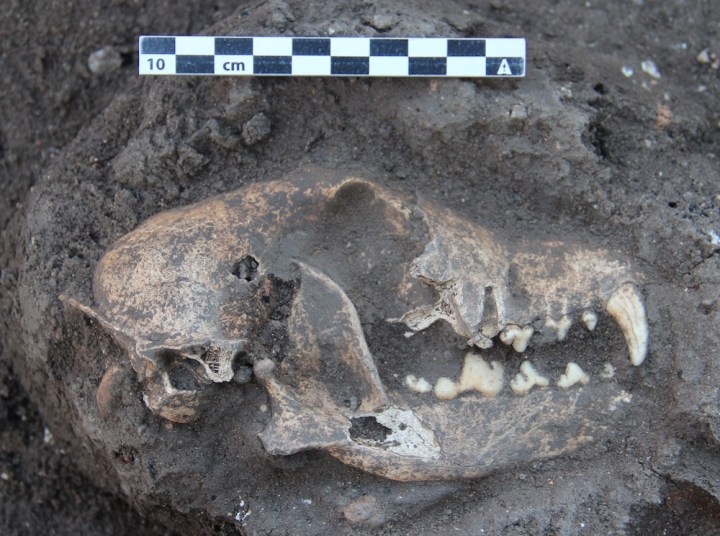 Rinvenuto anche il cranio di un cane (Thomas Maurer)