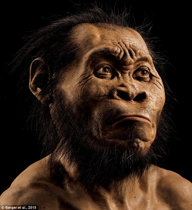 Ricostruzione dell'Homo naledi (Berger et al., 2015)