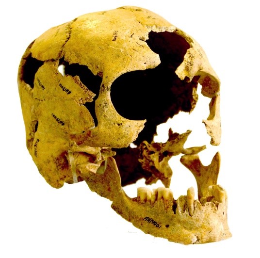 Cranio dal sito iraniano di Tepe Abdul Hossein (Fereidoun Biglari, National Museum of Iran)