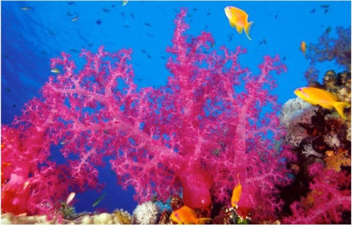 Soft coral (Alconarian) (PERGSA)
