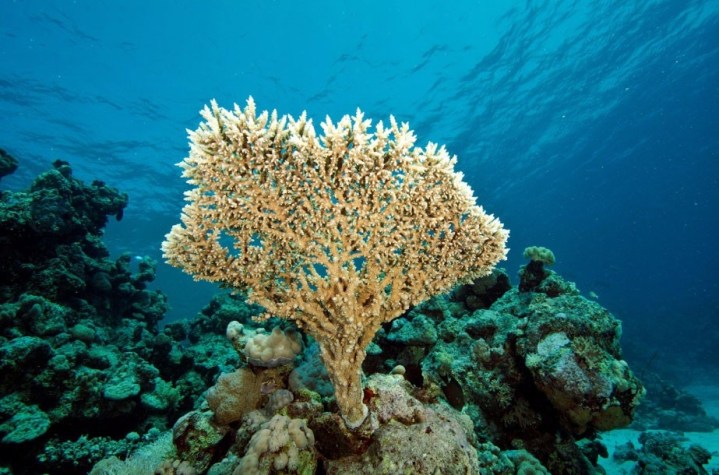 Vertical growth of Acropora (Ministry of Trade, Sudan Government)
