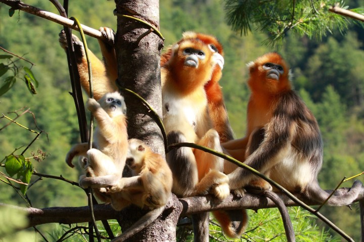 Hubei Shennongjia. Rhinopithecus roxellana hubeiensis (Institute of Botany, The Chinese Academy of Science)