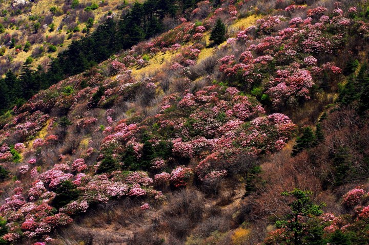 Hubei Shennongjia. Rhododendron Flowers (Institute of Botany, The Chinese Academy of Science)