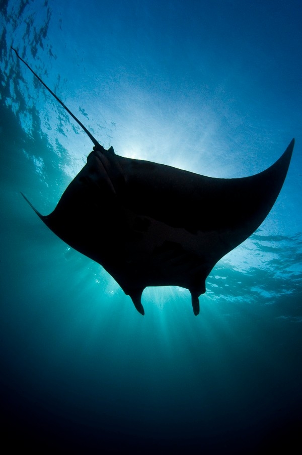 Archipielago de Revillagigedo: Giant manta ray (Valeria Mas Gomez)