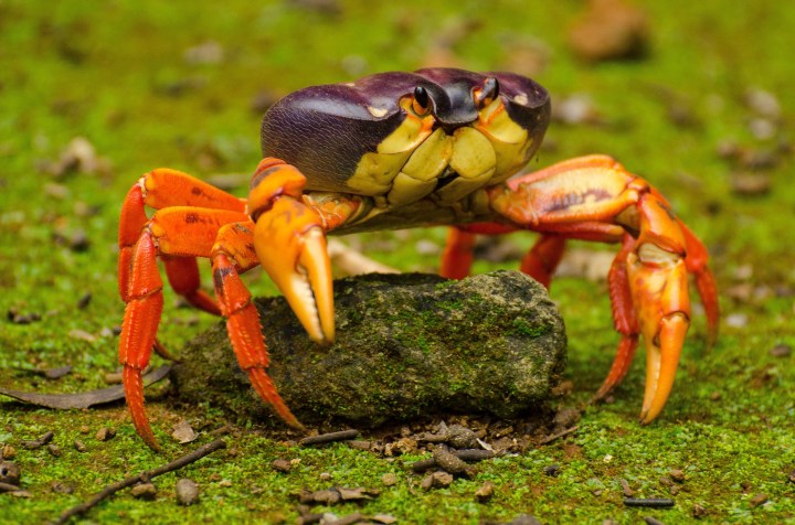Archipielago de Revillagigedo: Red Land Crabs (Jose Antonio Soriano/GECI)