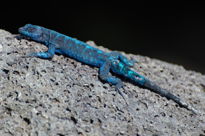 Archipielago de Revillagigedo: Socorro Island Tree Lizard (Jose Antonio Soriano/GECI)