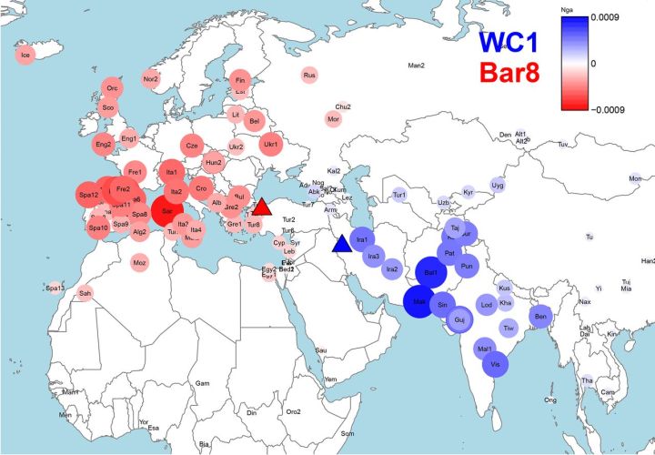 Vicinanza genetica tra i resti antichi e le popolazioni moderne. In rosso per i siti sul Mar Egeo; in blu per i siti tra Iran e Iraq (Science)
