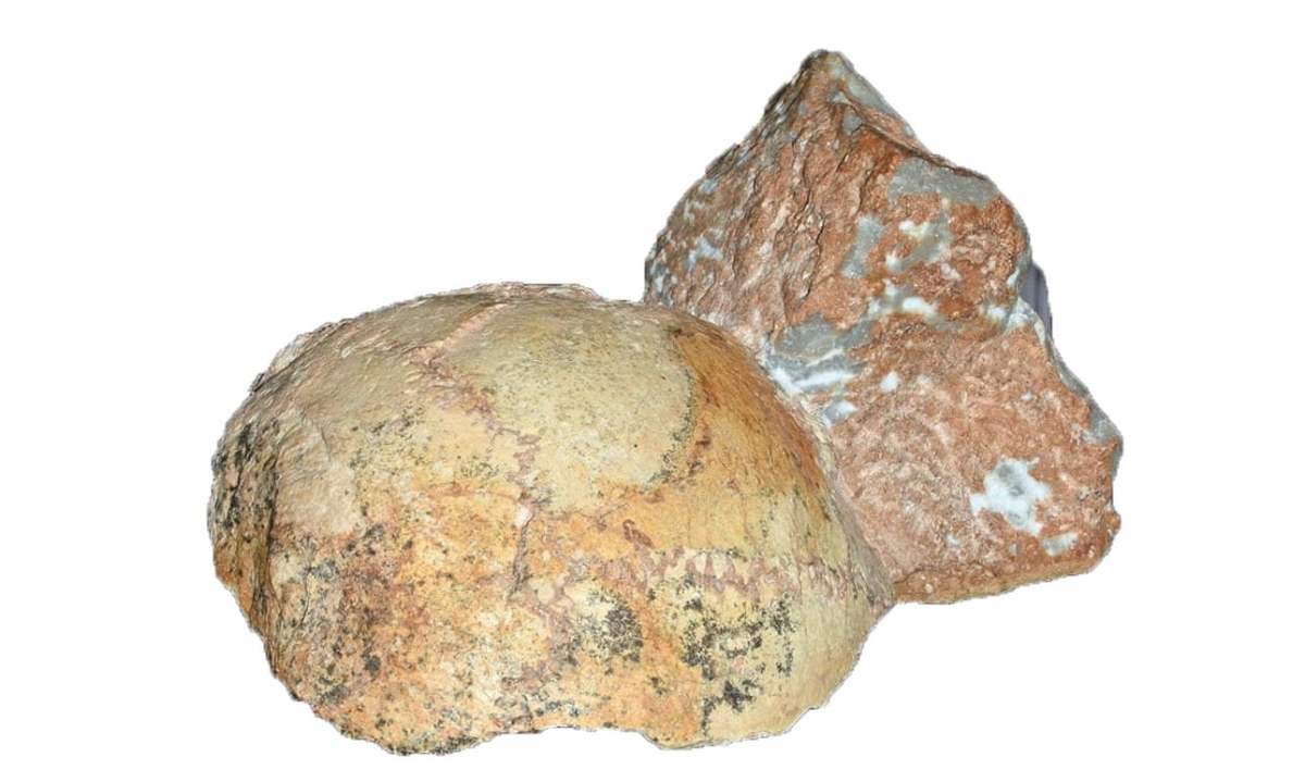 Il cranio fossile di Apidima: l’Homo Sapiens in Europa già 210.000 anni ...